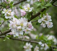 Malus sieversii A1 - kaz7 